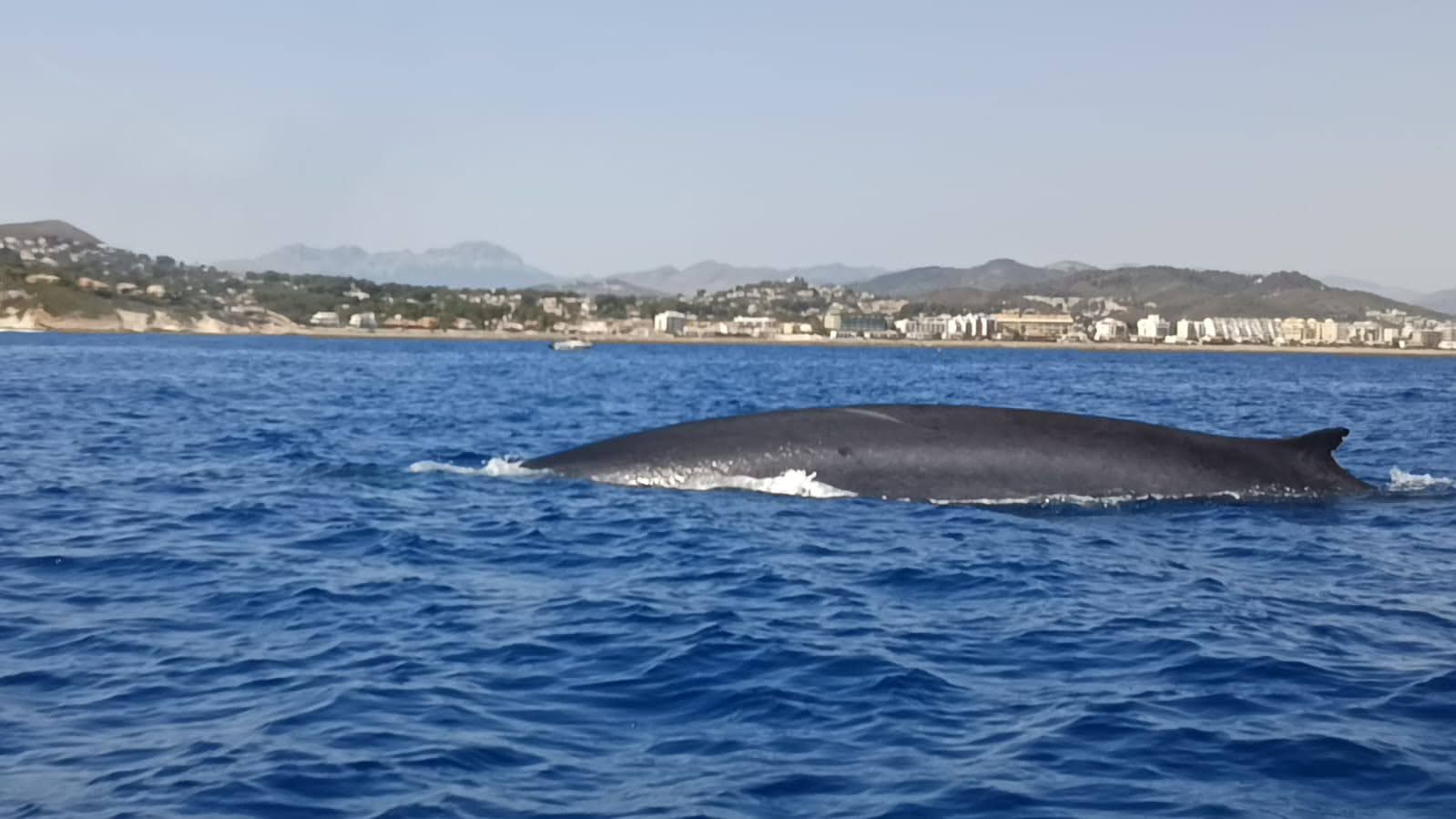 Los gigantescos rorcules pasan muy cerca de las playas de Denia
