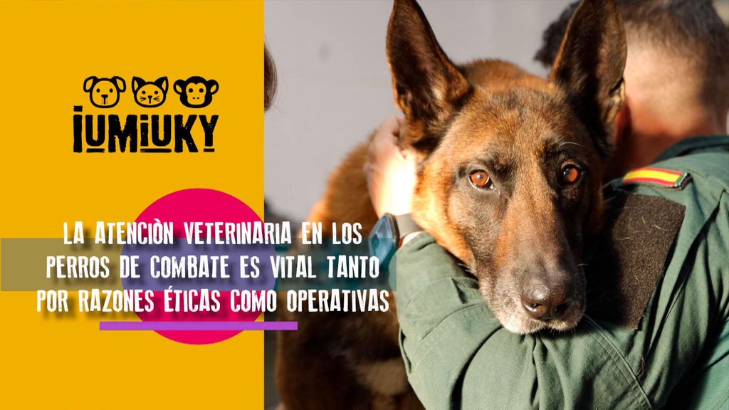 P277 - Veterinaria en el ejército Iumiuky Temporada 3 Programa 277