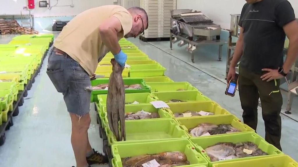 Las primeras semanas de la campaña de pulpo en Galicia: se subastan hasta siete toneladas