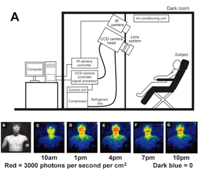 Cambios en la bioluminiscencia humana a lo largo del día