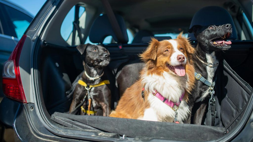 Cómo viajar adecuadamente con mascotas