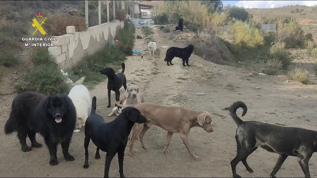 Desmantelado un criadero ilegal para animales maltratados en Macael (Almería)