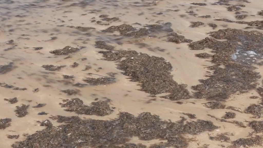 El alga asiática invasora se extiende por el litoral andaluz: Cádiz se lleva la peor parte