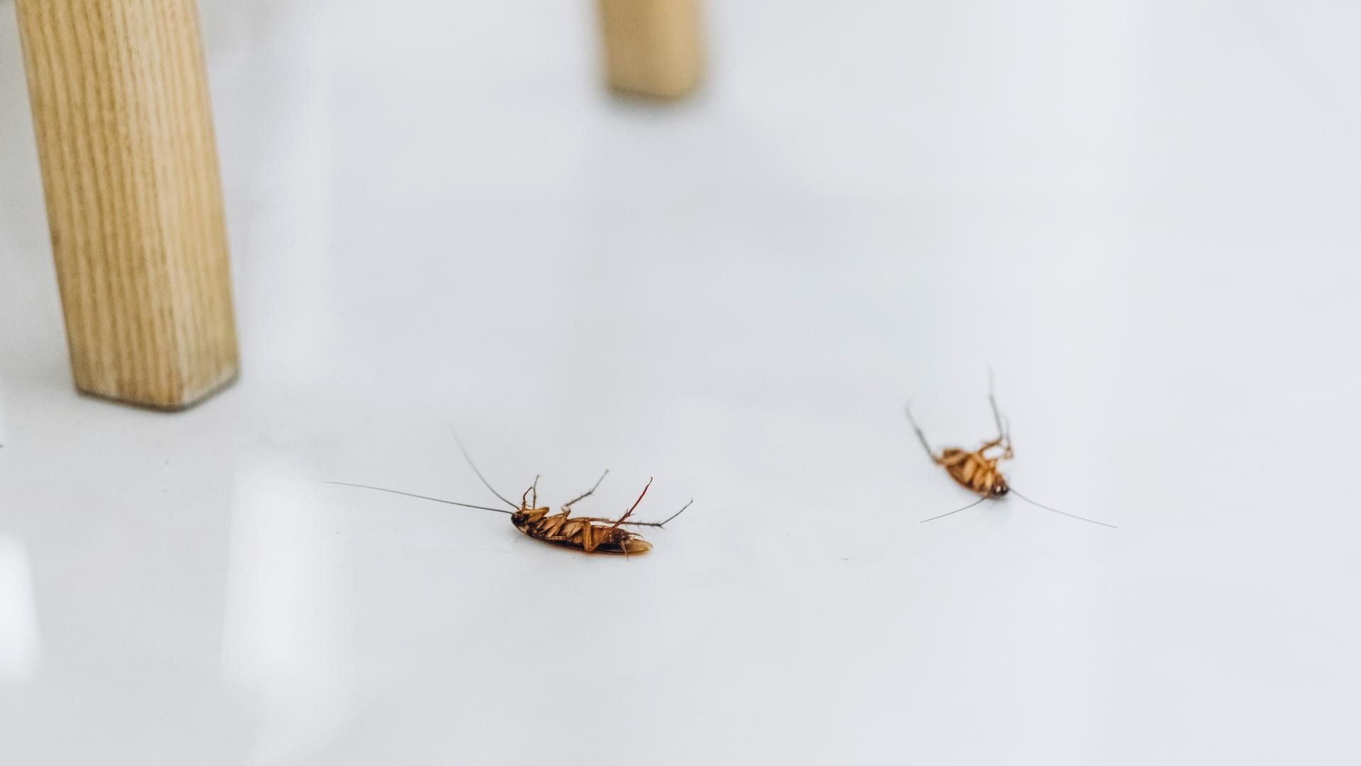 Cómo acabar con las cucarachas en la cocina