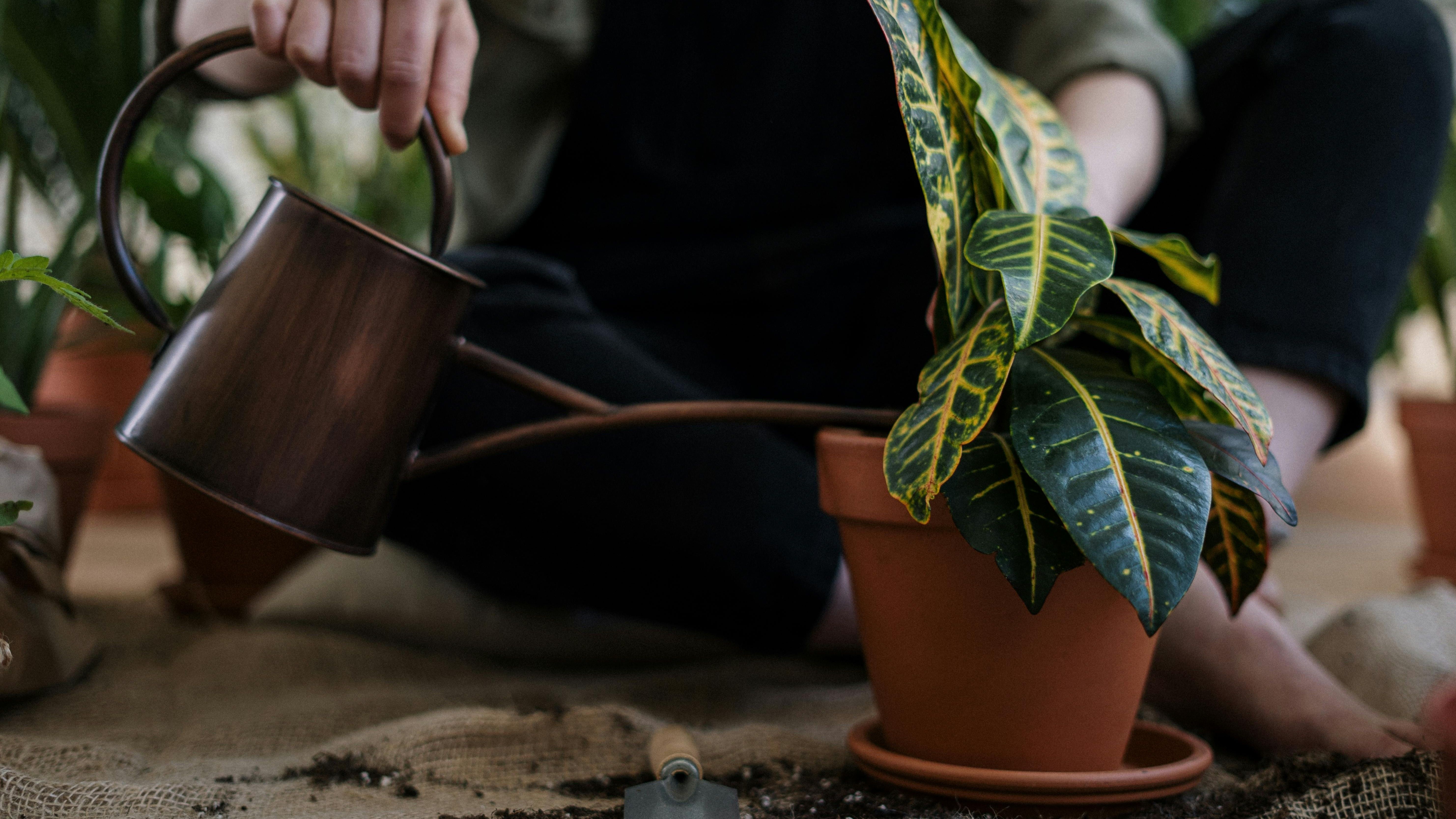 En verano hay que revisar el riego de las plantas. FUENTE: Pexels