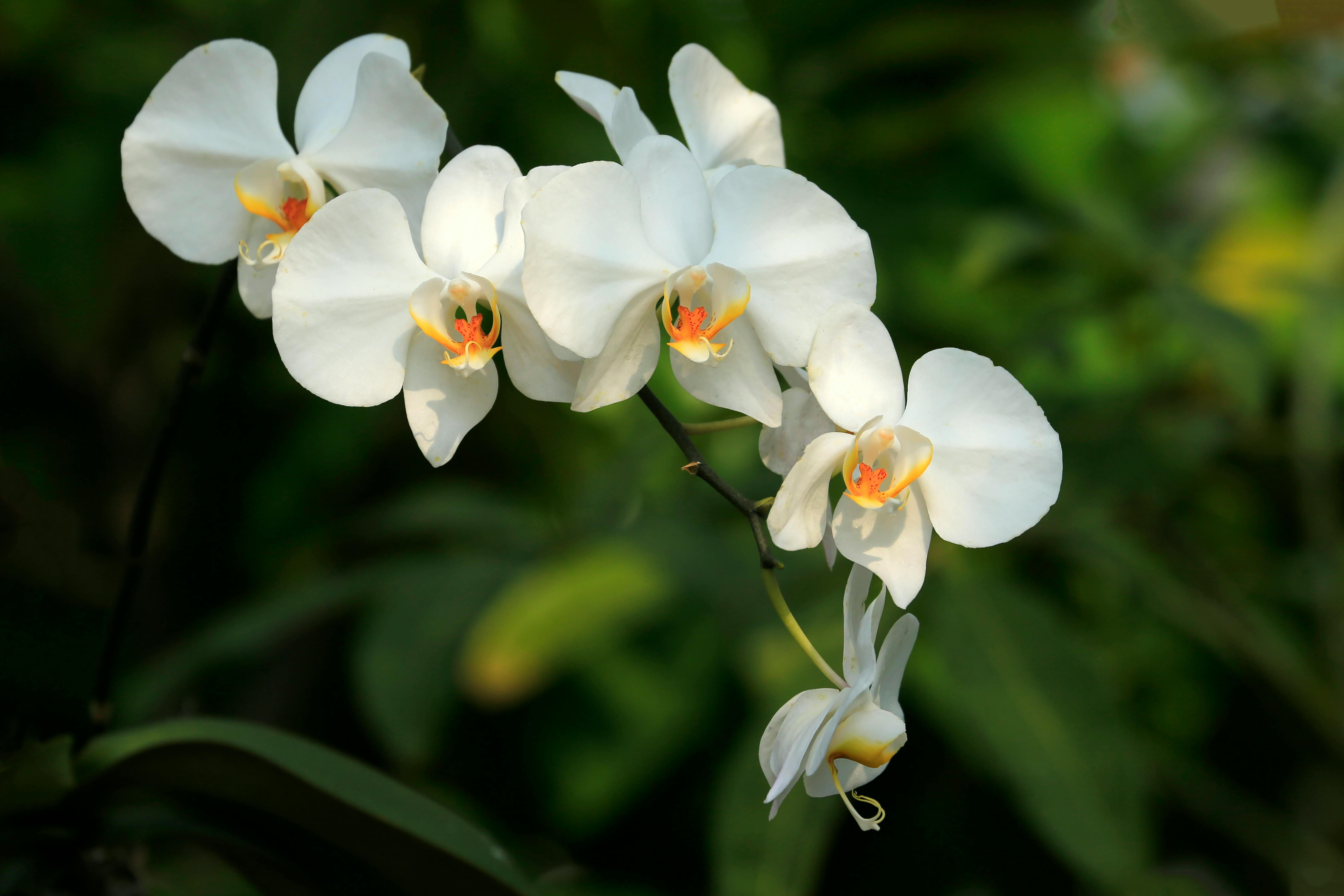 Las orquídeas son muy delicadas. FUENTE: Pexels