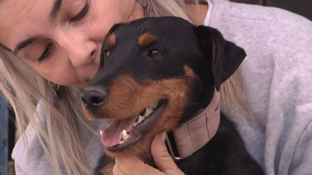 Más de 200.000 perros son abandonados cada año en España