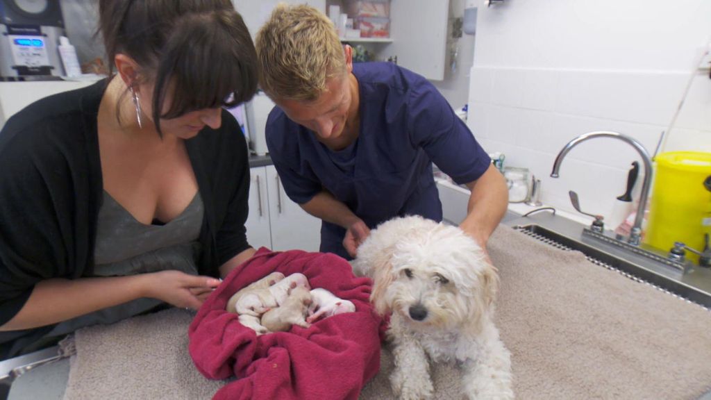 P11 - Bonnie, mamá orgullosa Veterinario en la ciudad Temporada 2 Programa 11