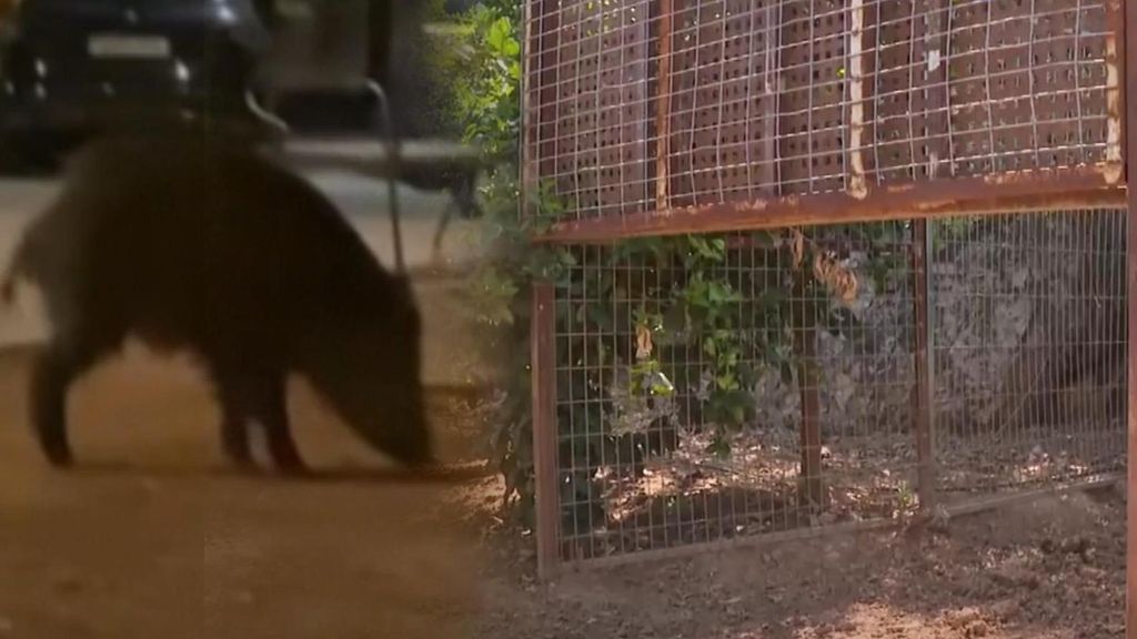 Así son las jaulas para combatir la plaga de jabalíes en Oliva: en 40 días han capturado 116 ejemplares