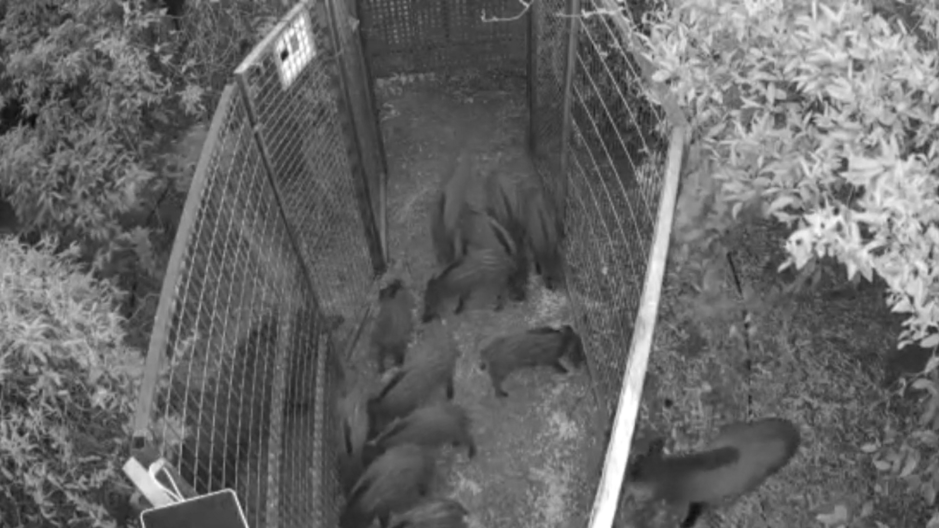 Denuncian el aumento la población de jabalíes en Valencia: capturan y encierran en jaulas a 120 ejemplares