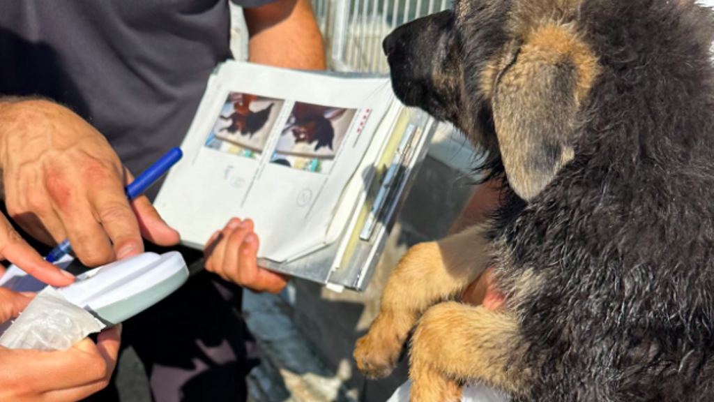 Uno de los cachorros hallados en la furgoneta