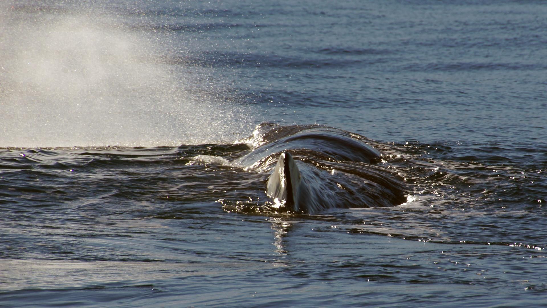 Aparecen ballenas varadas en la costa de Japón horas antes de la alerta de tsunami por el terremoto de 8,8 en Kamchatka Aparecen ballenas varadas en la costa de Japón horas antes de la alerta de tsunami por el terremoto de 8,8 en Kamchatka