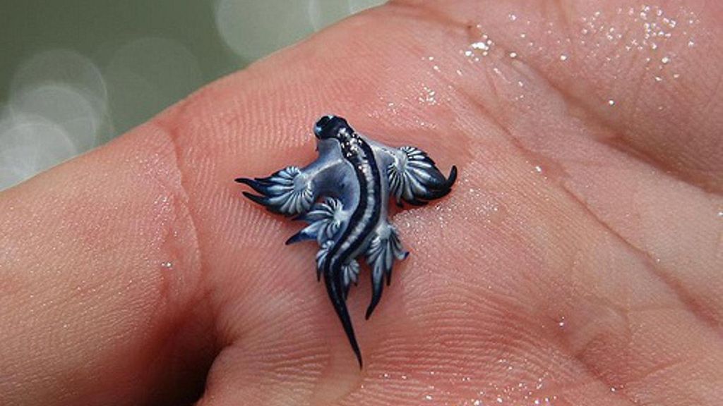 Dragón Azul