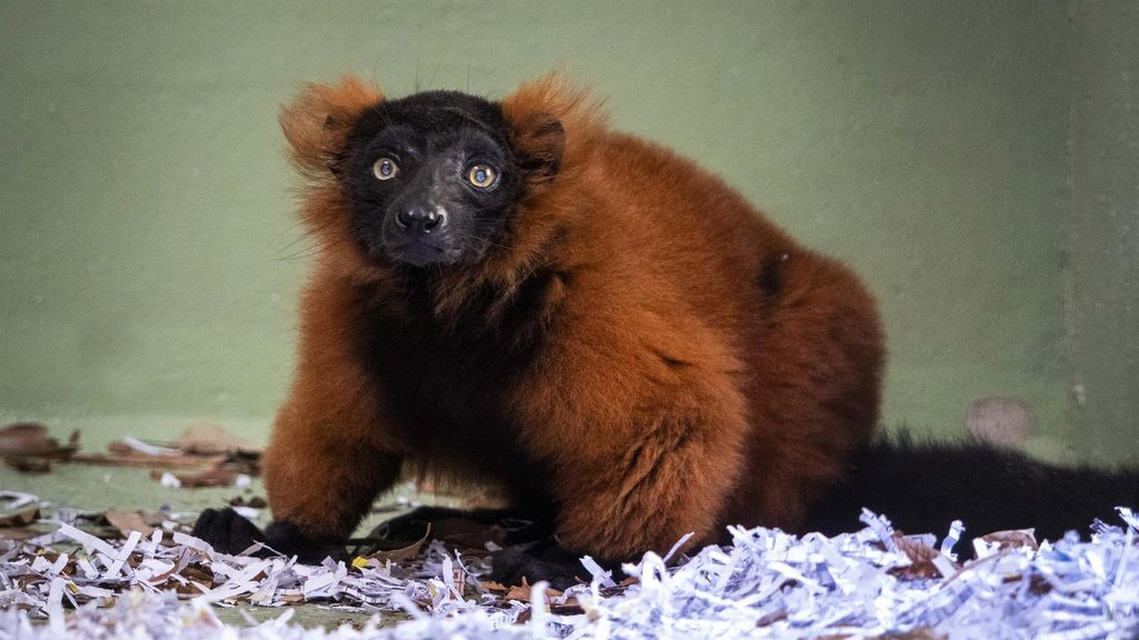 Lemur Rojo