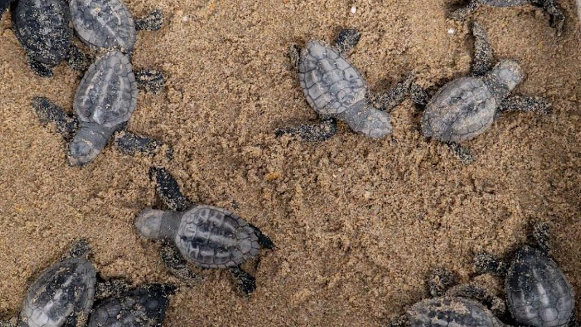 Tortugas nido Almassora