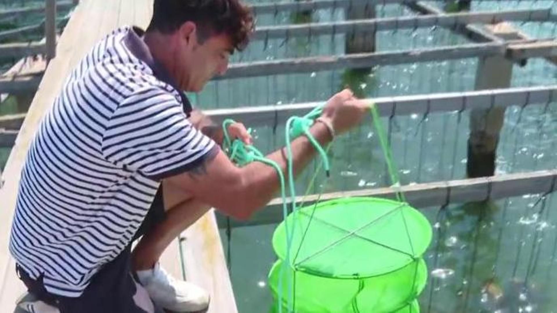 Cataluña estudia nuevas variedades de ostra resistentes al agua caliente: por encima de 25ºC mueren