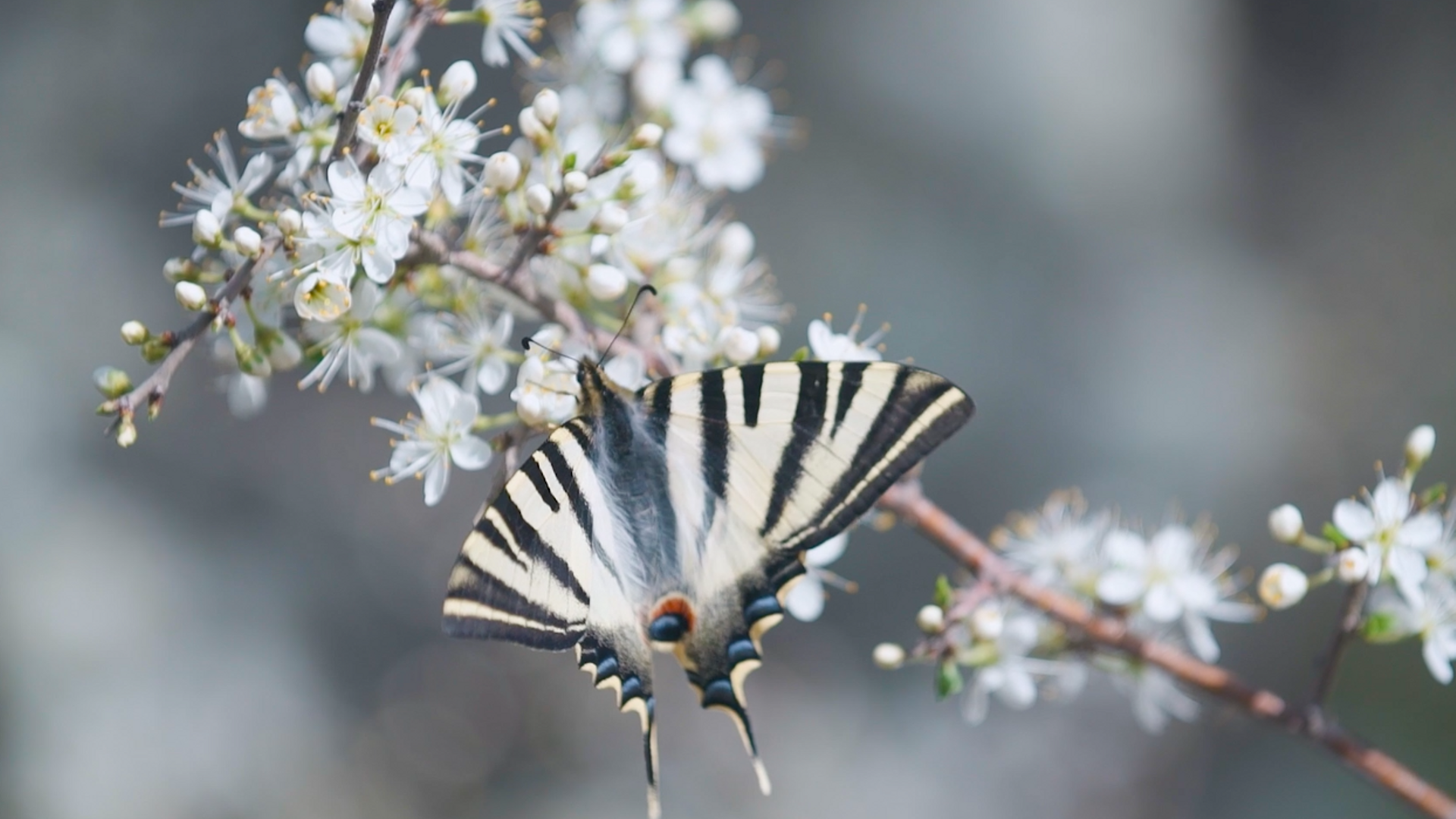 El impacto de la sequía en las mariposas de Barcelona