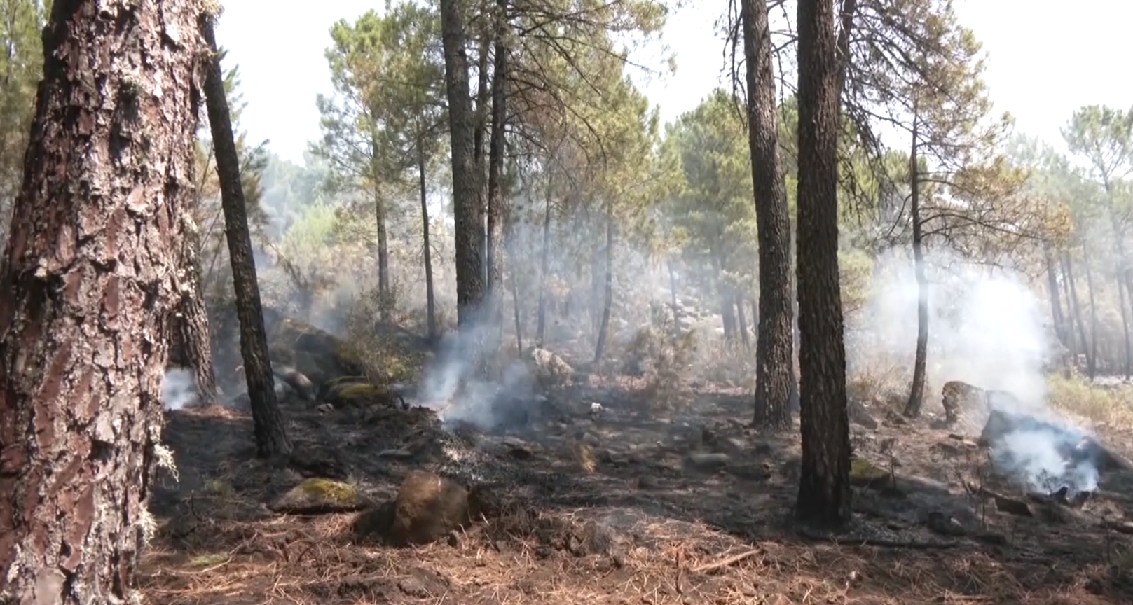Las labores de extinción continúan en Ávila y Pontevedra