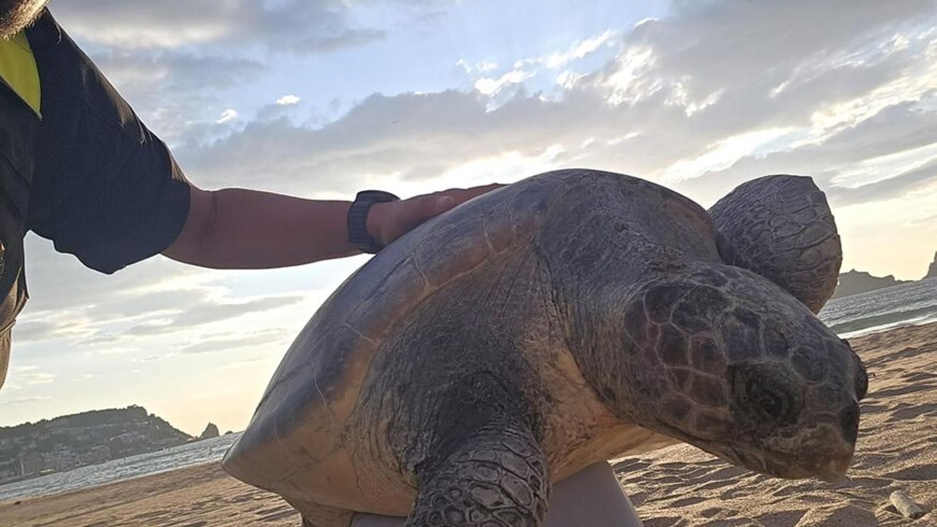 Tortuga