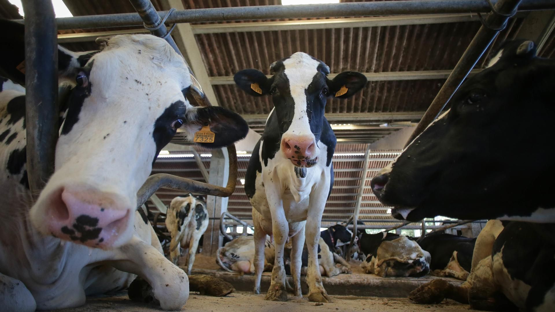 Archivo - Vacas de una ganadería de lácteo en Sabadelle
