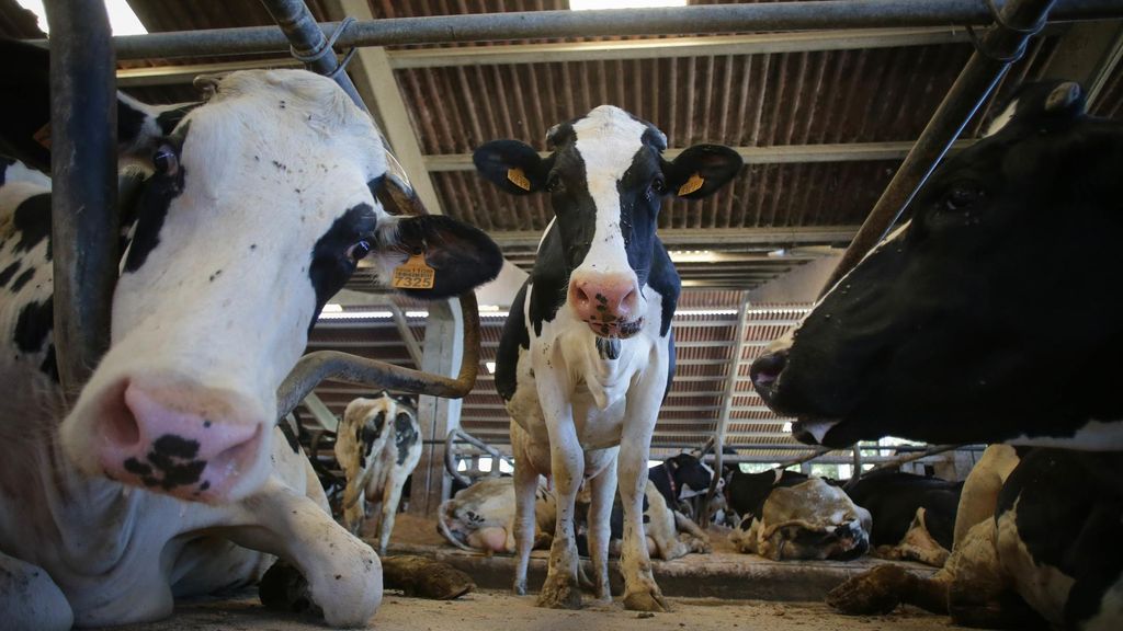 Archivo - Vacas de una ganadería de lácteo en Sabadelle