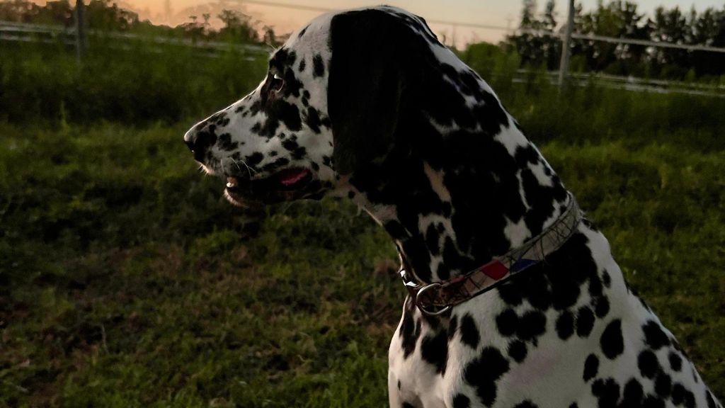 Bimba, dálmata desaparecida en Almonte, Huelva