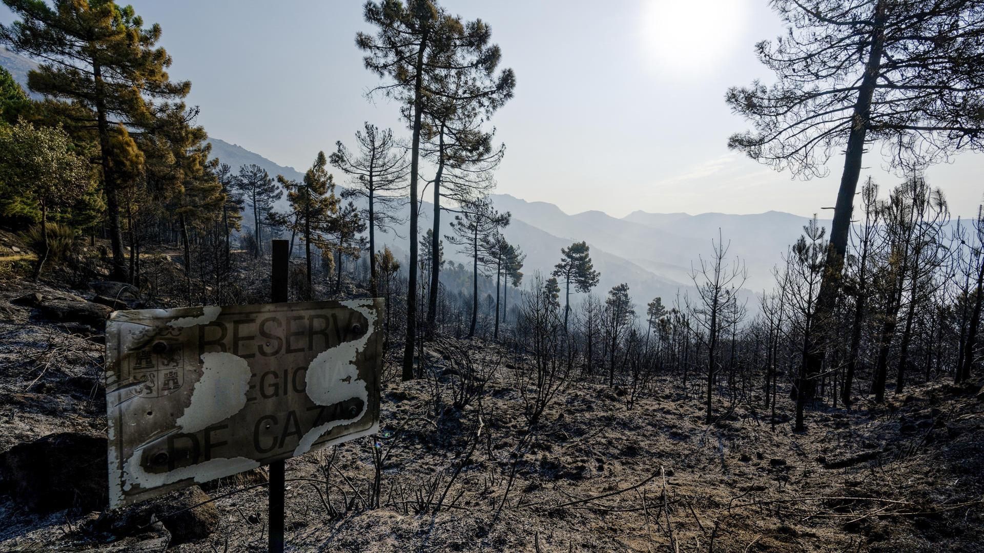 El consejero de Medioambiente de Castilla y León denuncia la "intencionalidad máxima" en el origen del incendio de Ávila El consejero de Medioambiente de Castilla y León denuncia la "intencionalidad máxima" en el origen del incendio de Ávila