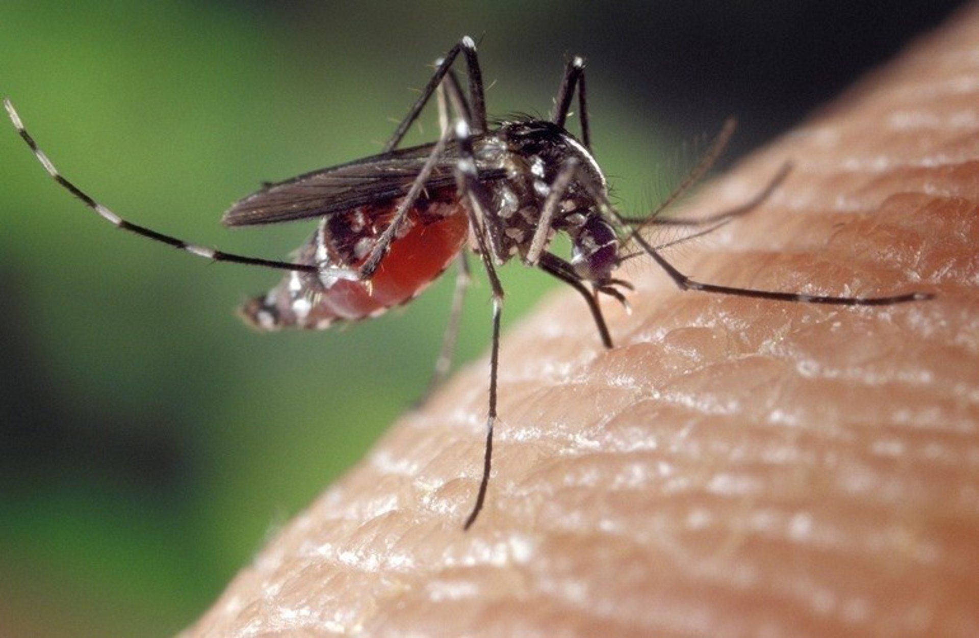 Mosquito tigre. Mosquito tigre.