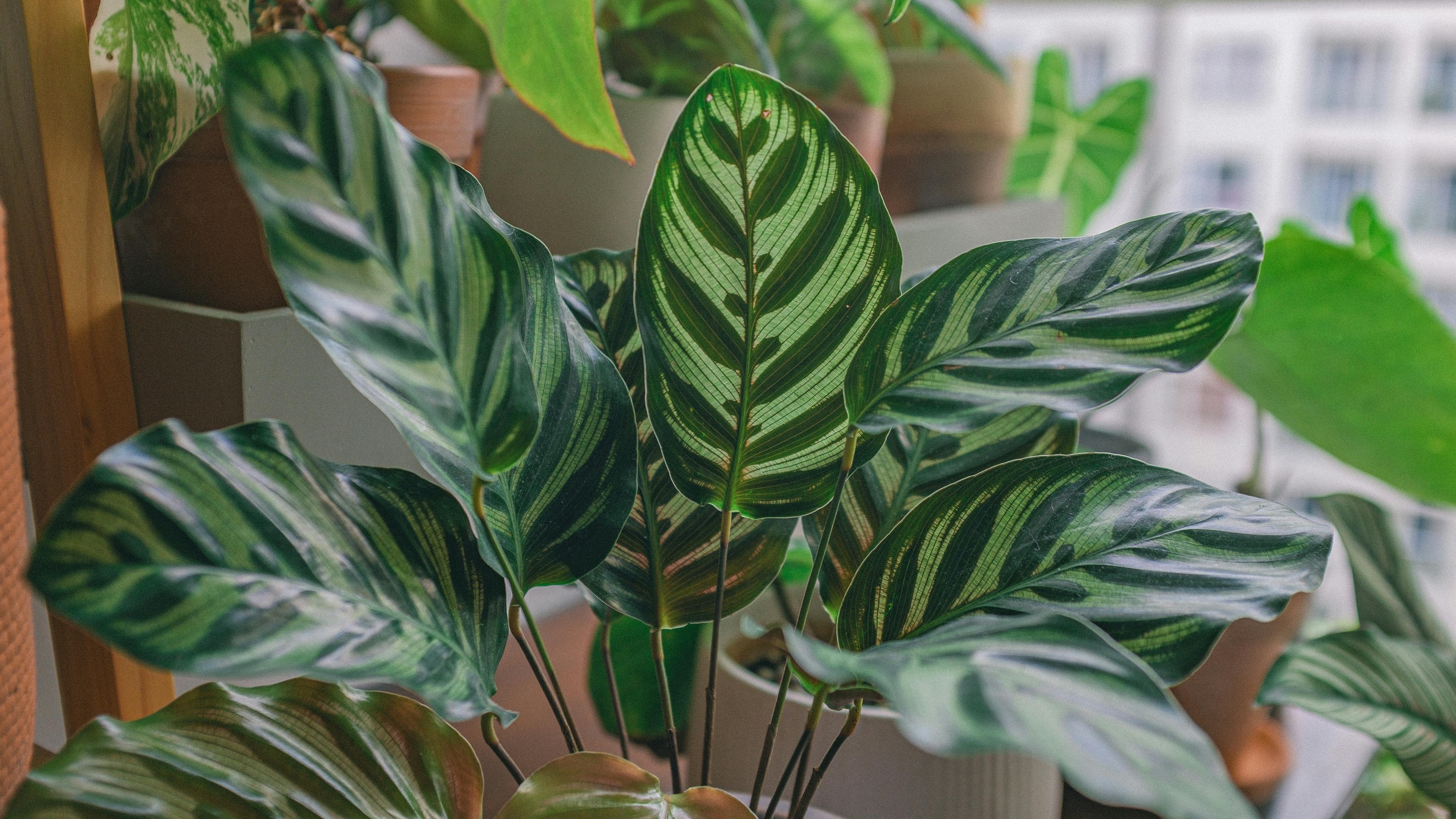 Calathea. FUENTE: Pexels