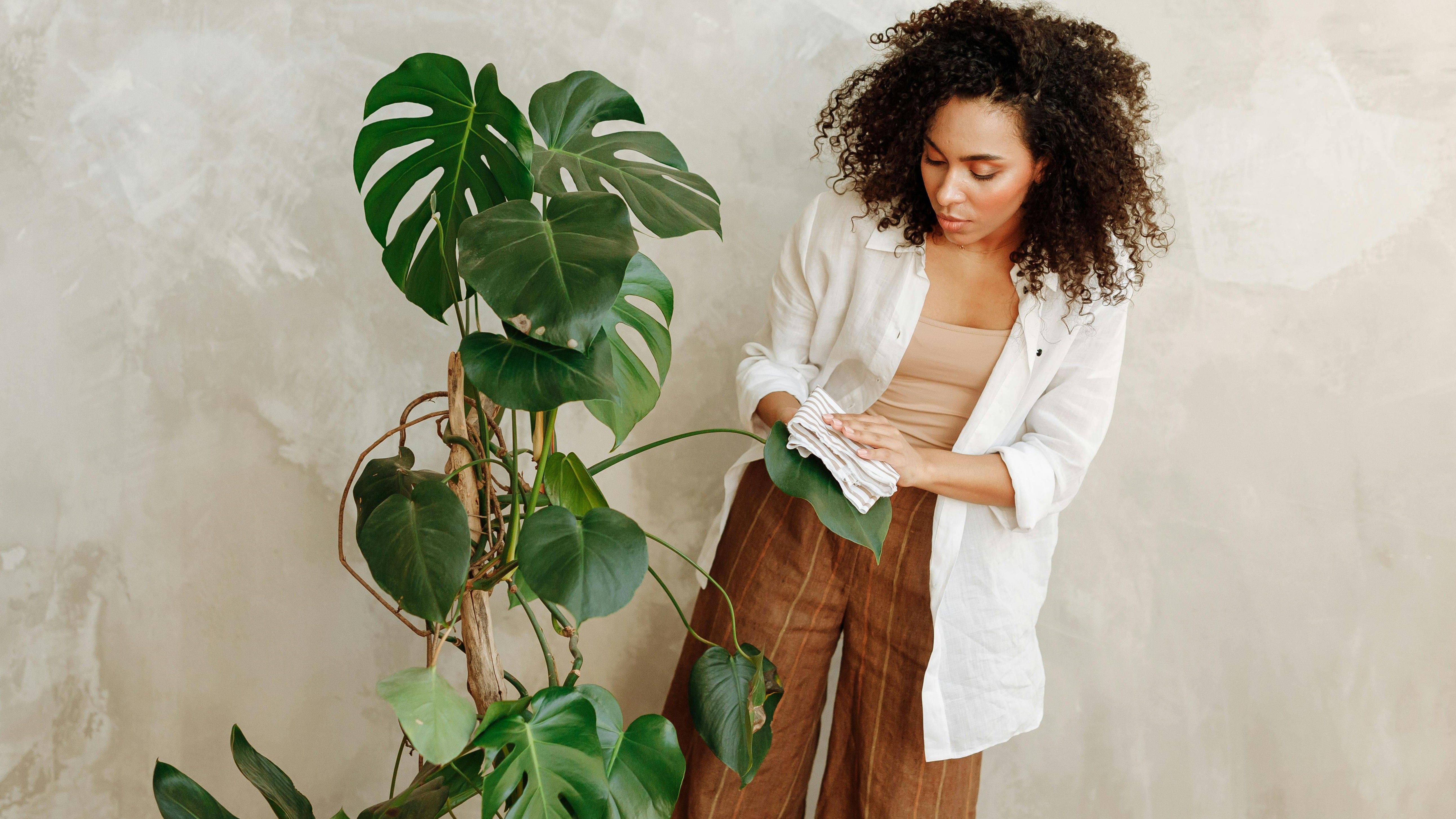 Costilla de adán. FUENTE: Pexels