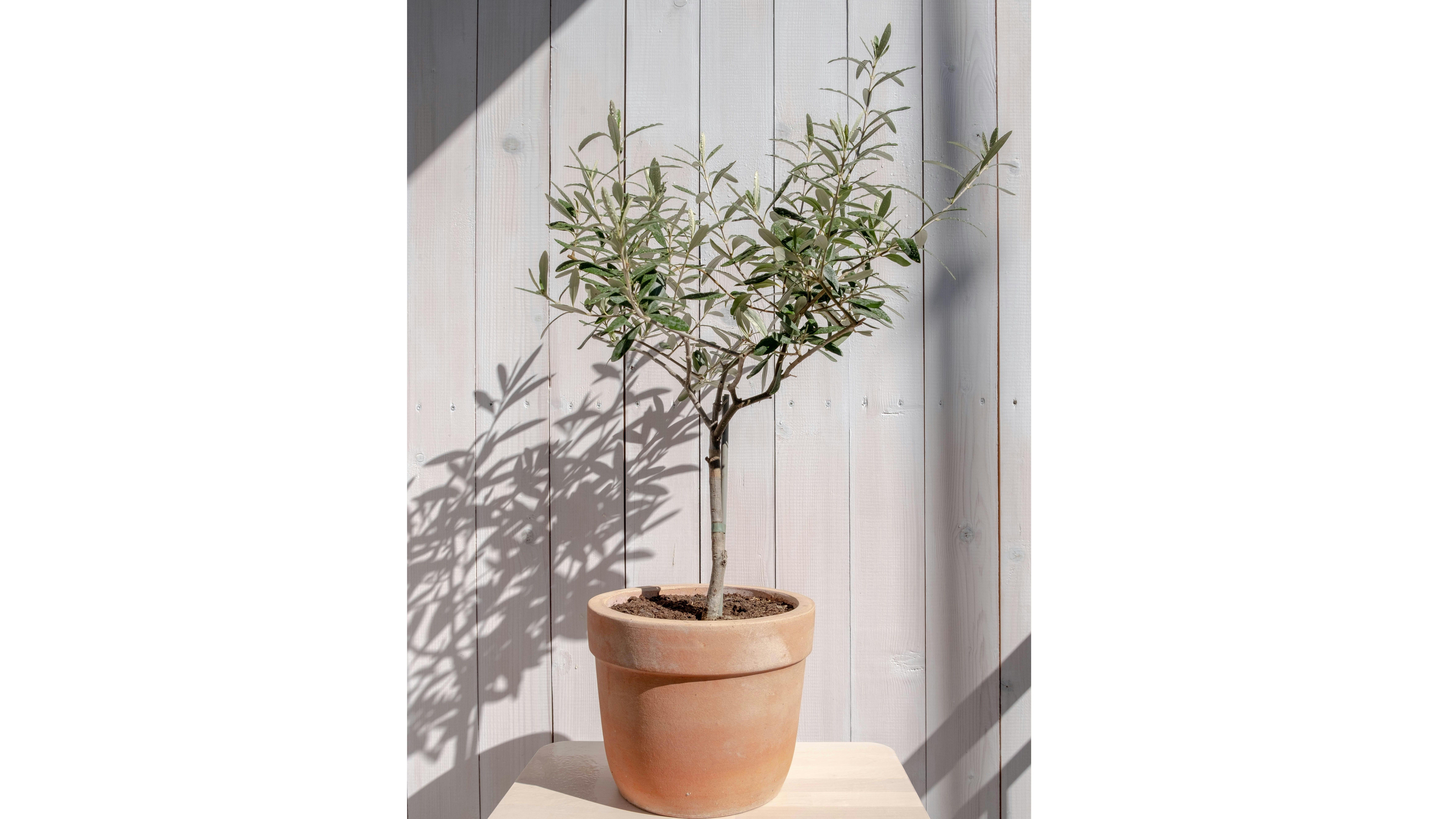 Olivo. FUENTE: Pexels