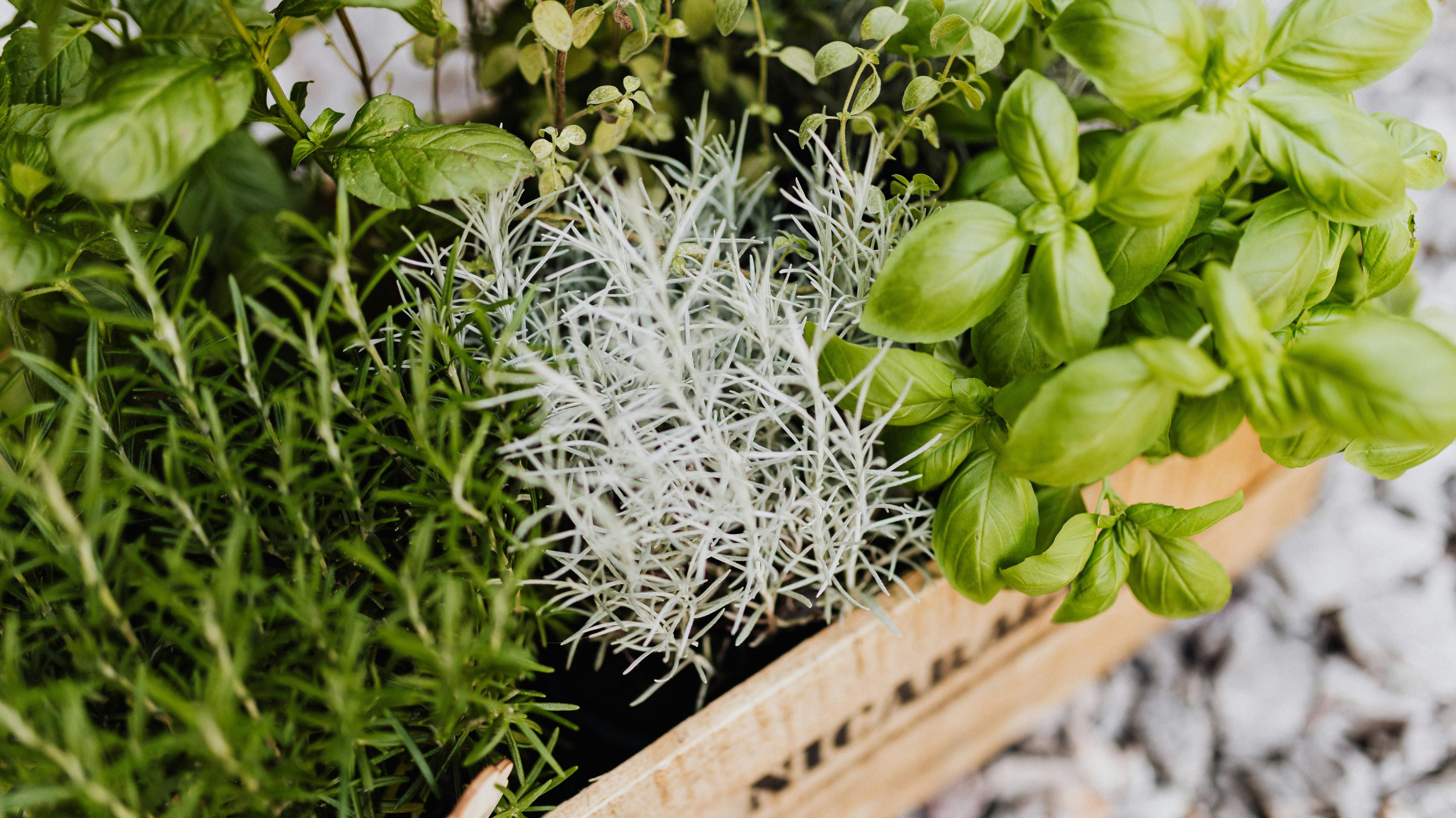 Plantas aromáticas. FUENTE: Pexels