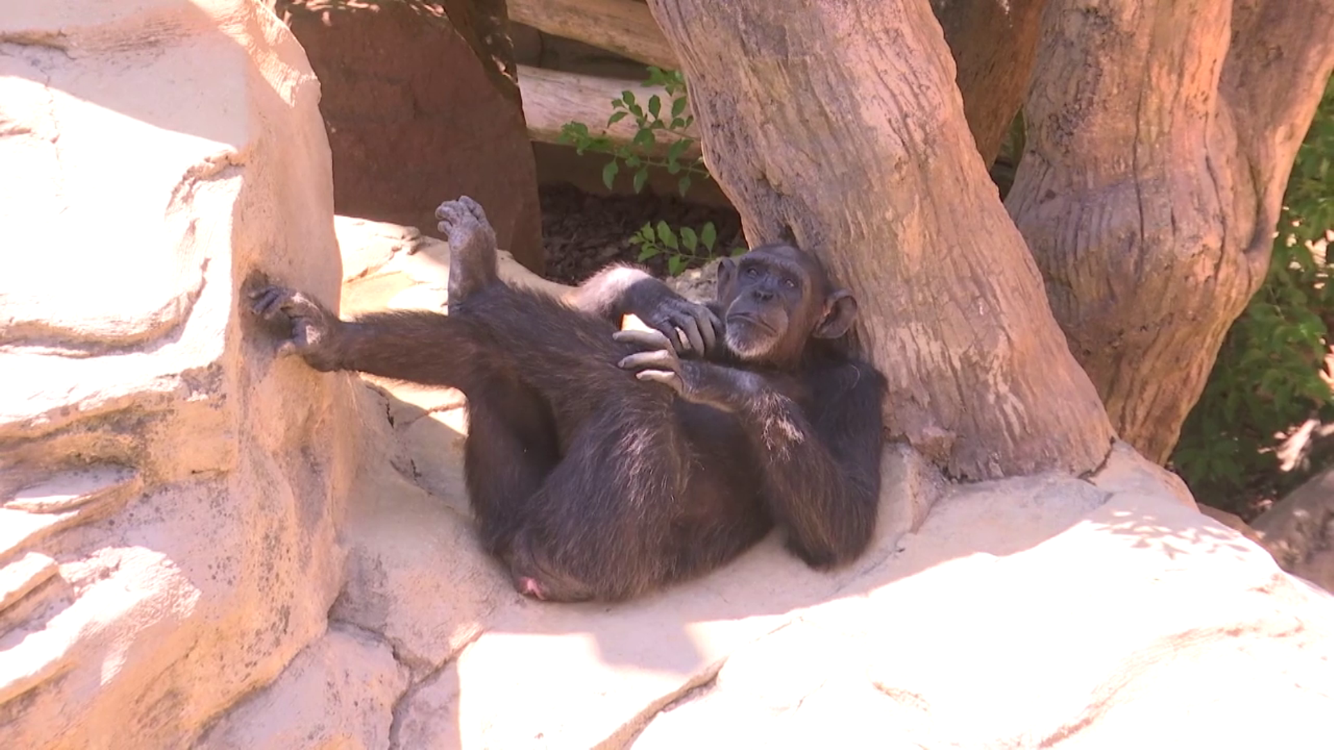 'Noticias Cuatro' visita el Bioparc de Fuengirola 'Noticias Cuatro' visita el Bioparc de Fuengirola
