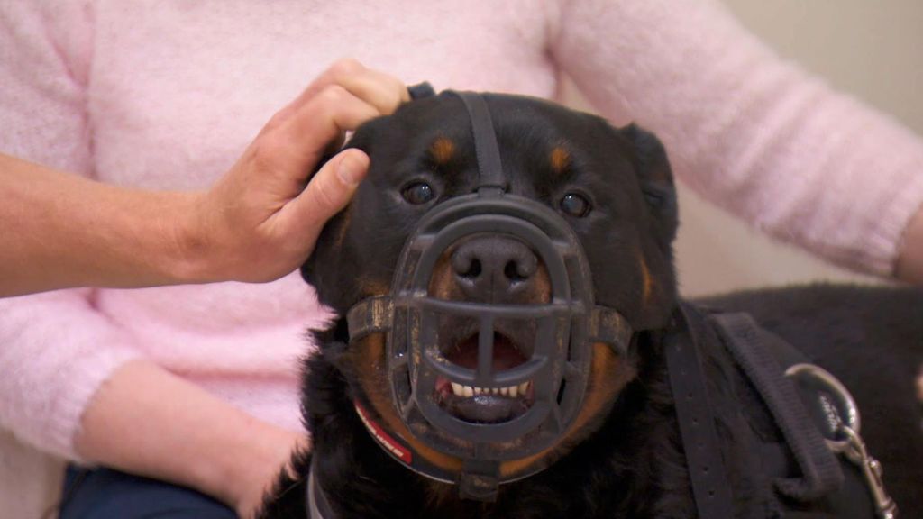 P13 - Un gran desafío Veterinario en la ciudad Temporada 2 Programa 13