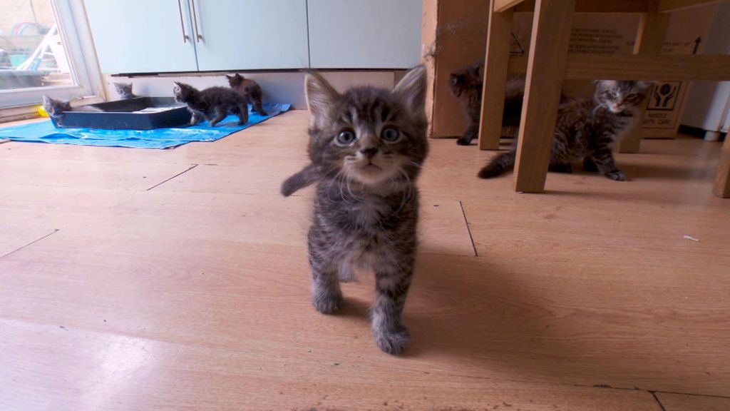 P15 - Gatitos recién nacidos Veterinario en la ciudad Temporada 2 Programa 15