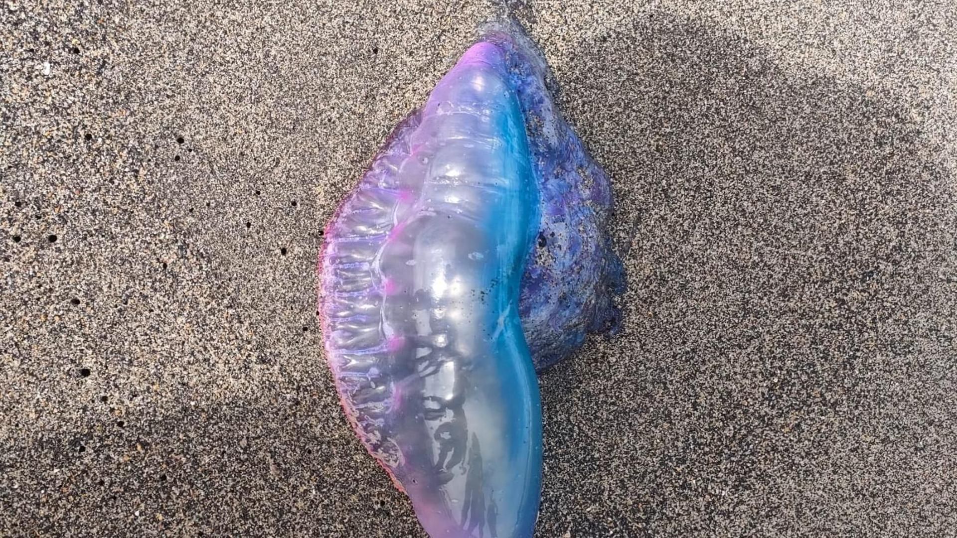 Asturias pide a bañistas estar alerta ante la proliferación de medusas y carabelas portuguesas