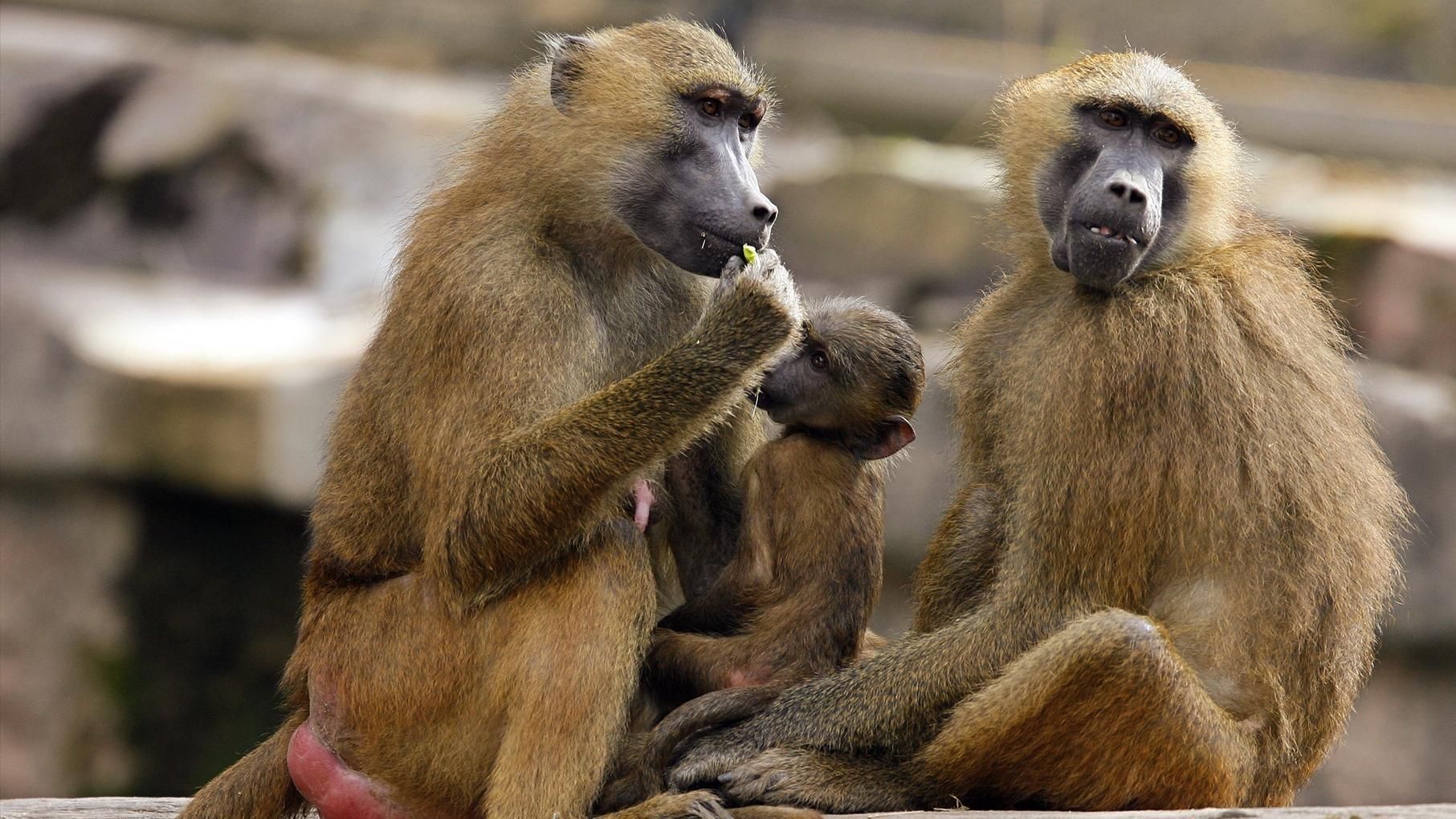 El sacrificio de 12 babuinos en el zoo de Núremberg causa criticas y advierten que en España también pasa