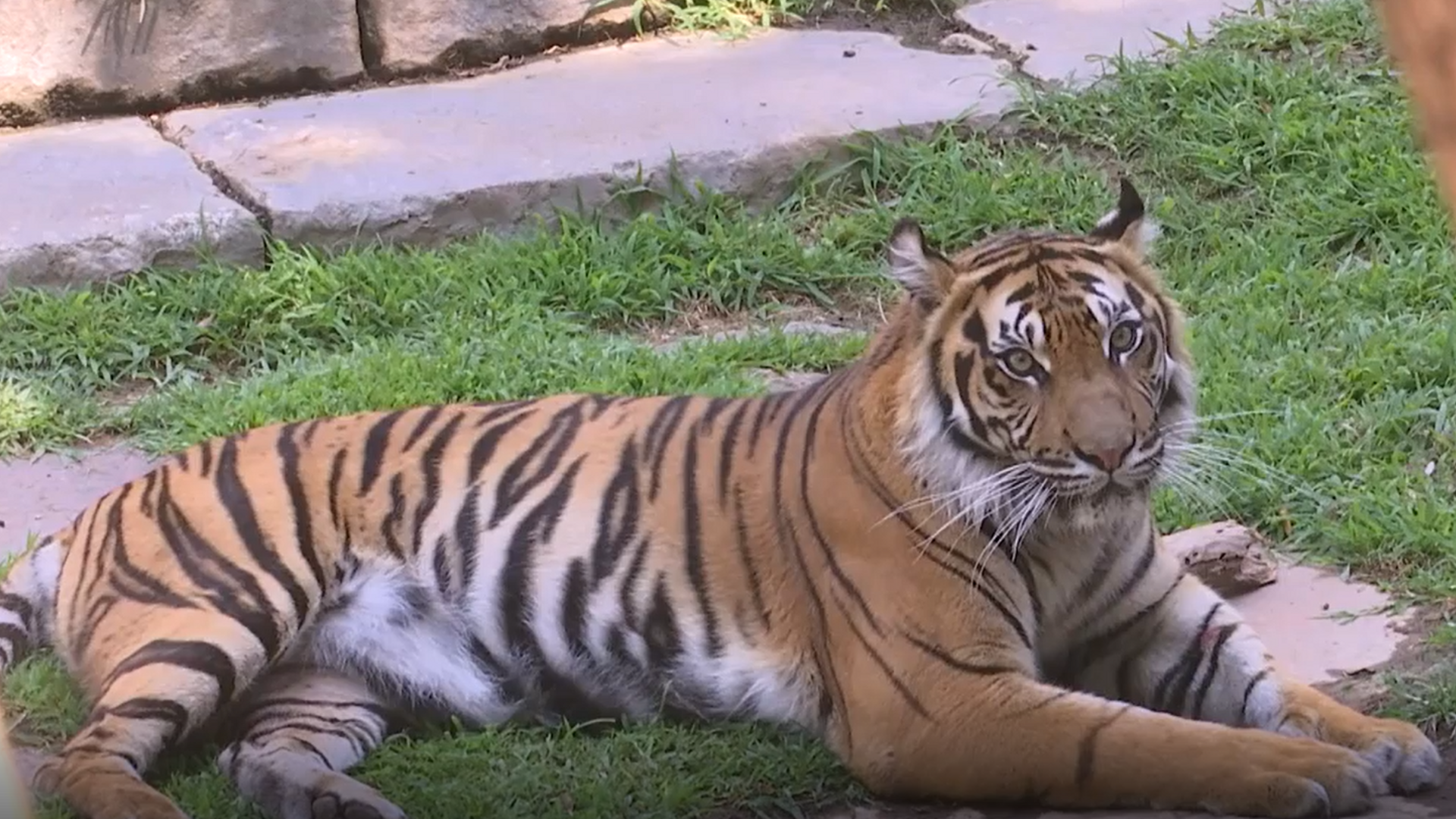 En España, los zoológicos reciben cada año más de 14 millones de visitas