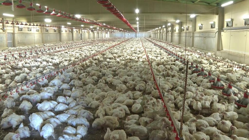 Granjas climatizadas para combatir el calor en pollos y terneros