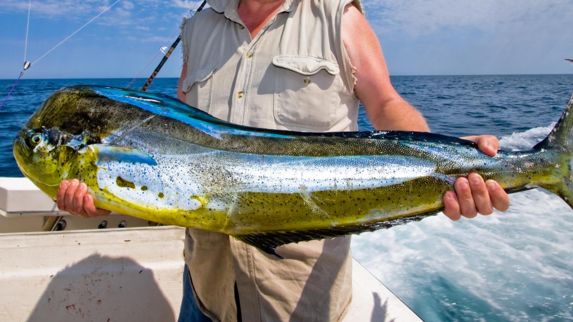 Mahi Mahi
