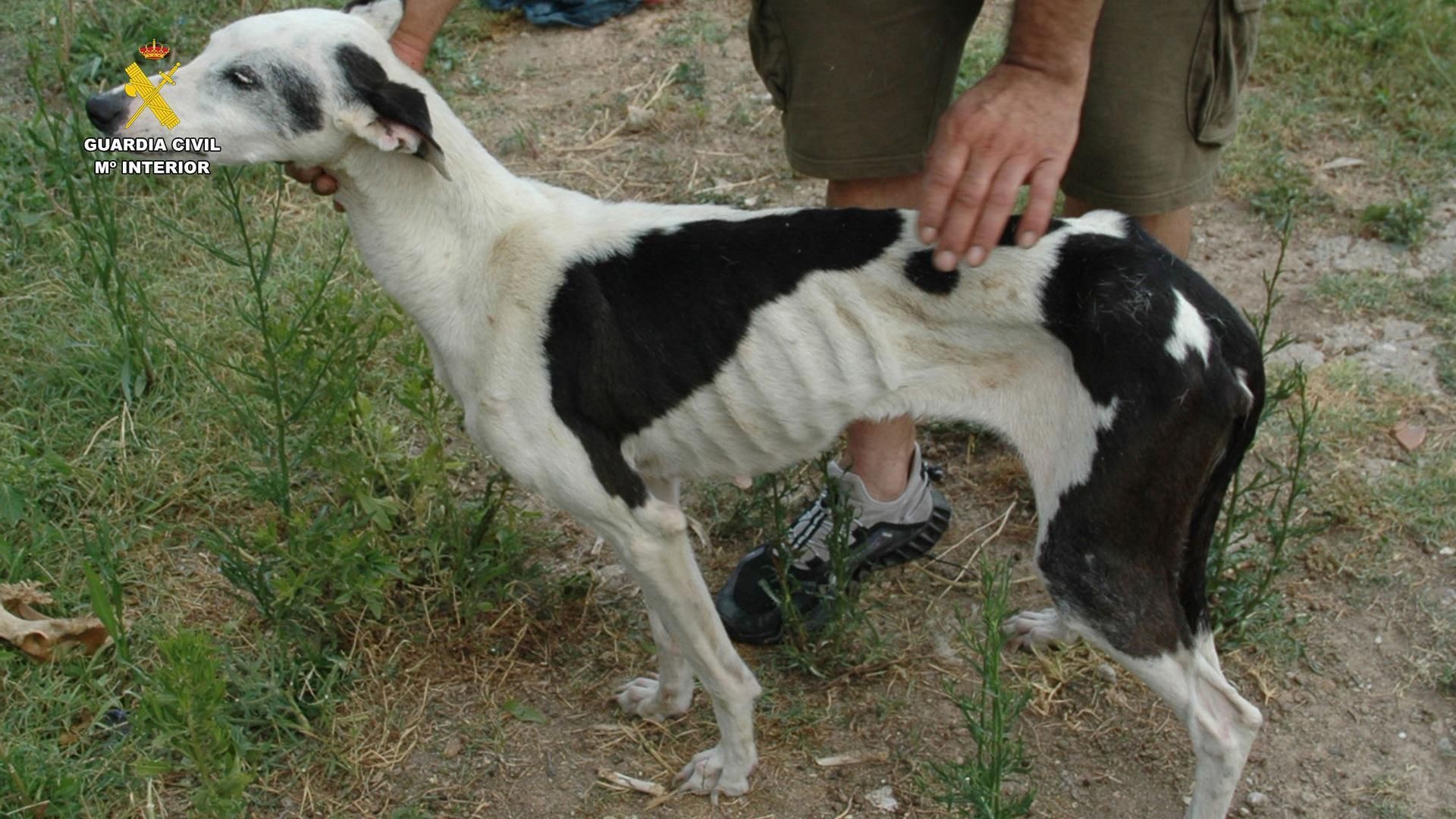 Uno de los perros malnutridos