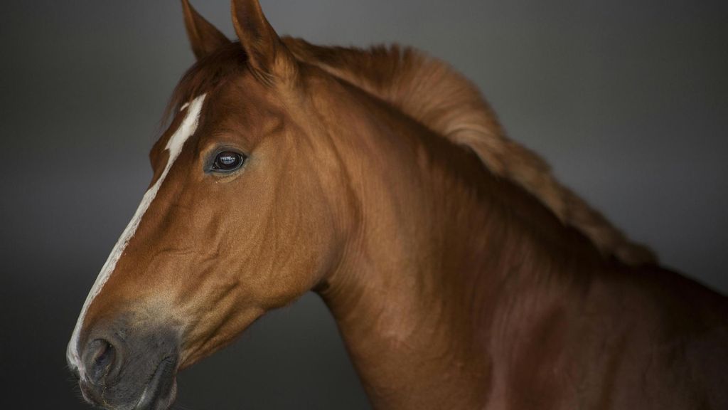 Caballo