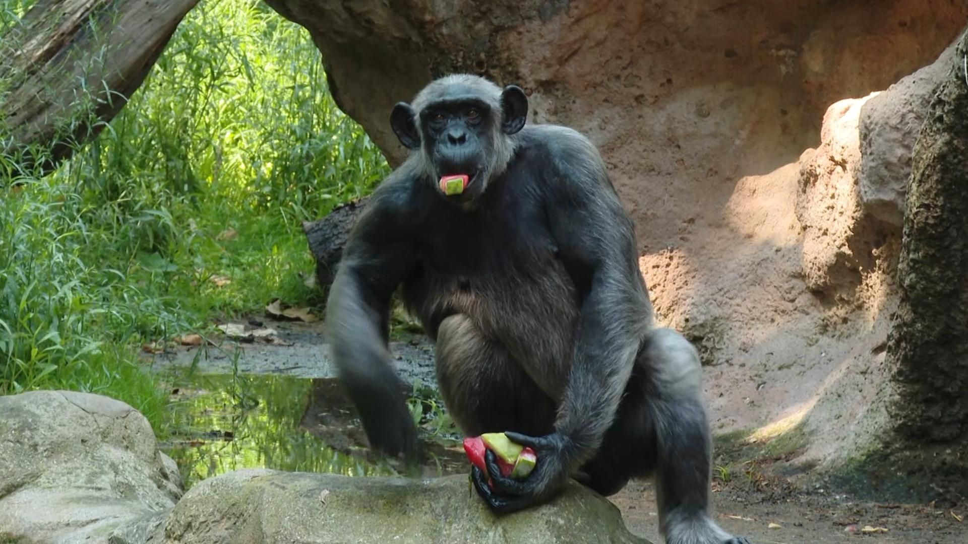 El protocolo del Zoo de Barcelona frente al calor extremo: fruta congelada y helados para los animales