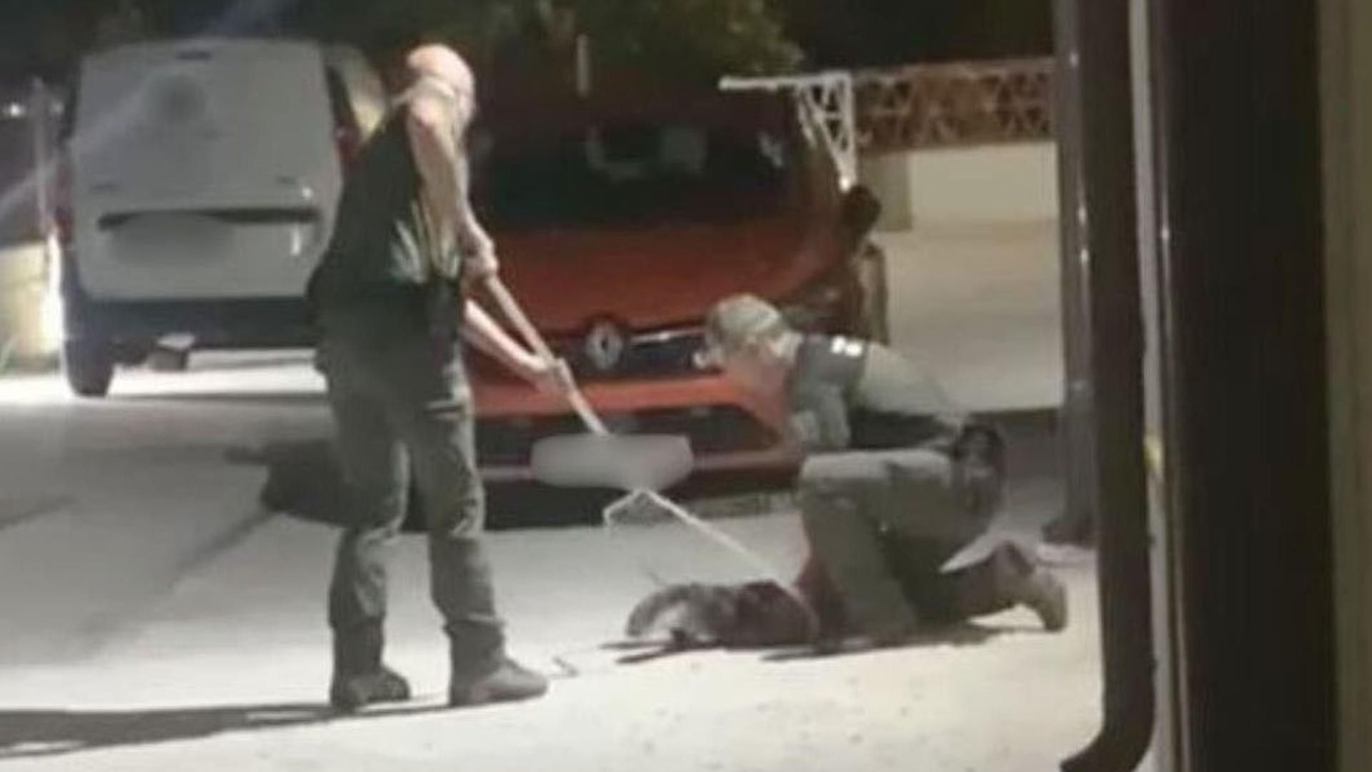 El rescate a una nutria herida en el patio del núcleo urbano de las Franqueses del Vallès, Barcelona