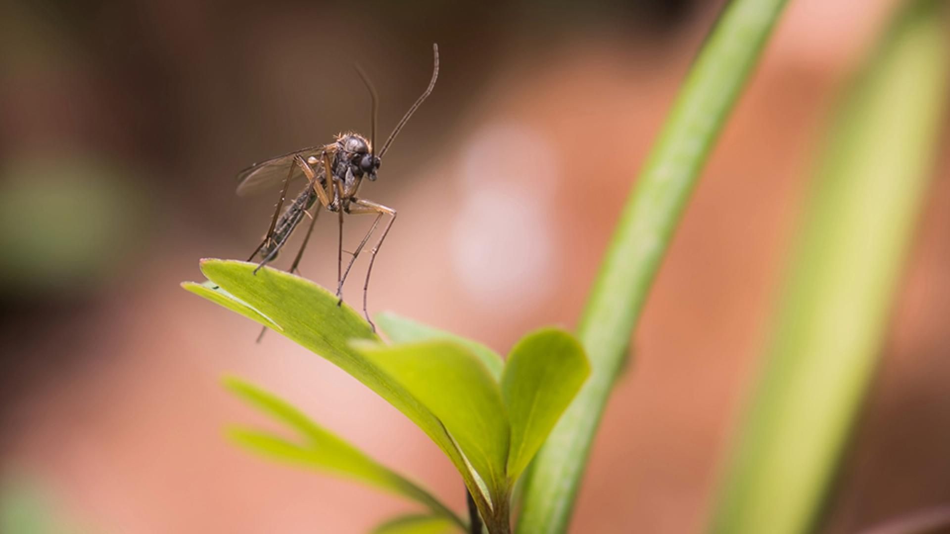 Mosquito posado sobre una planta