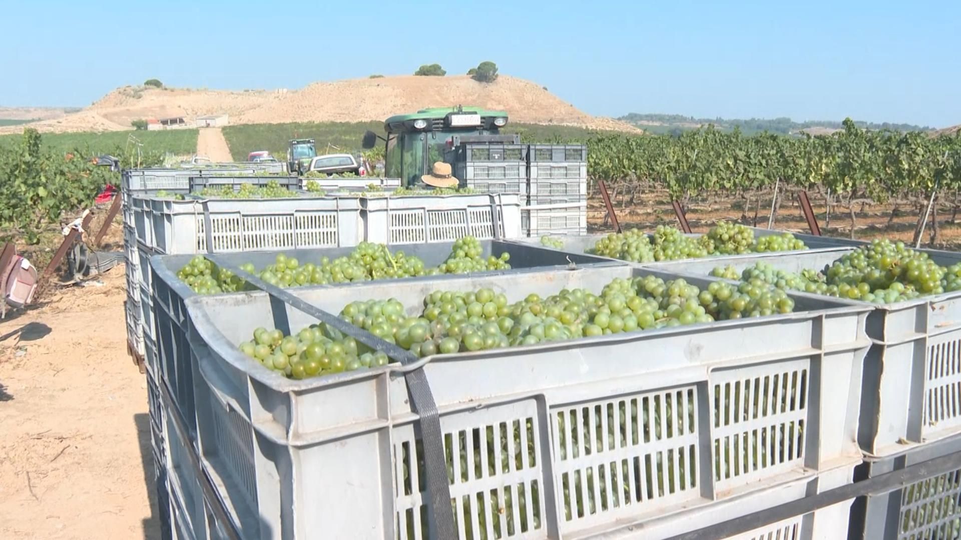 Raimat inicia la vendimia