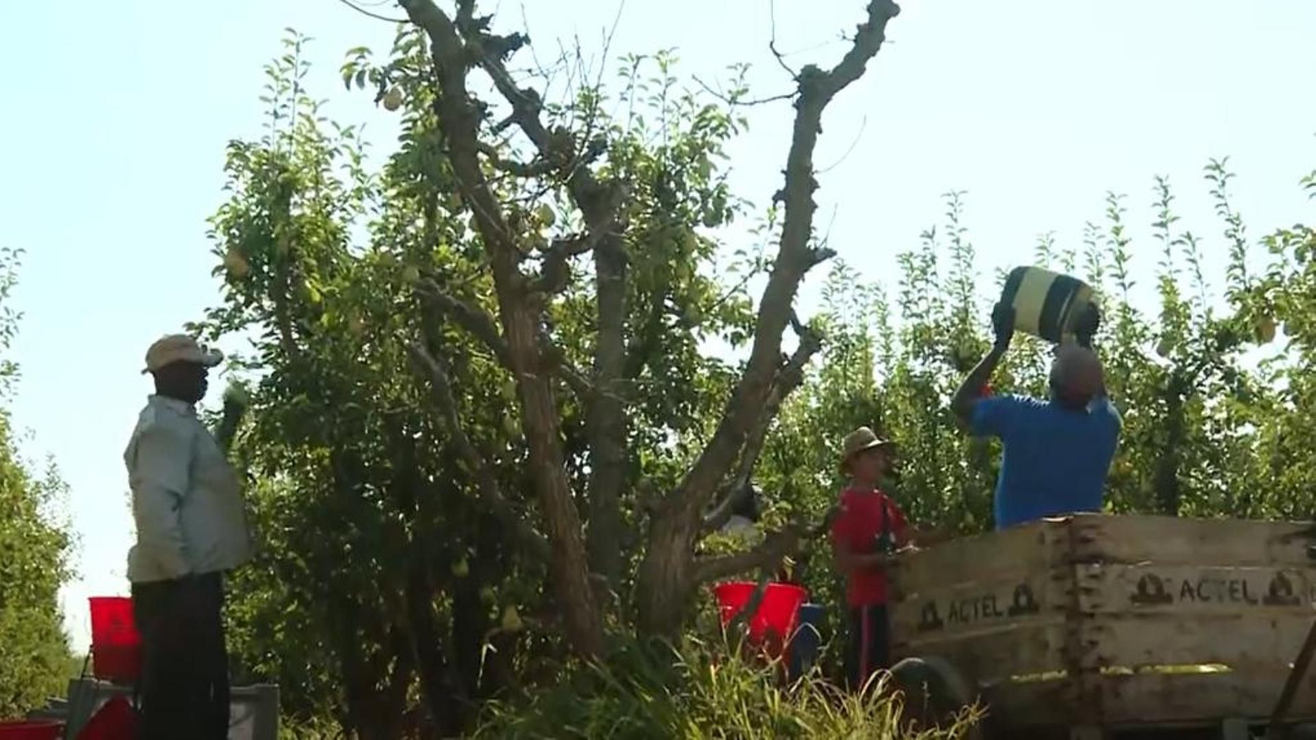 “Si no les das condiciones dignas, no volverán”: el campo español se enfrenta al reto de la mano de obra migrante