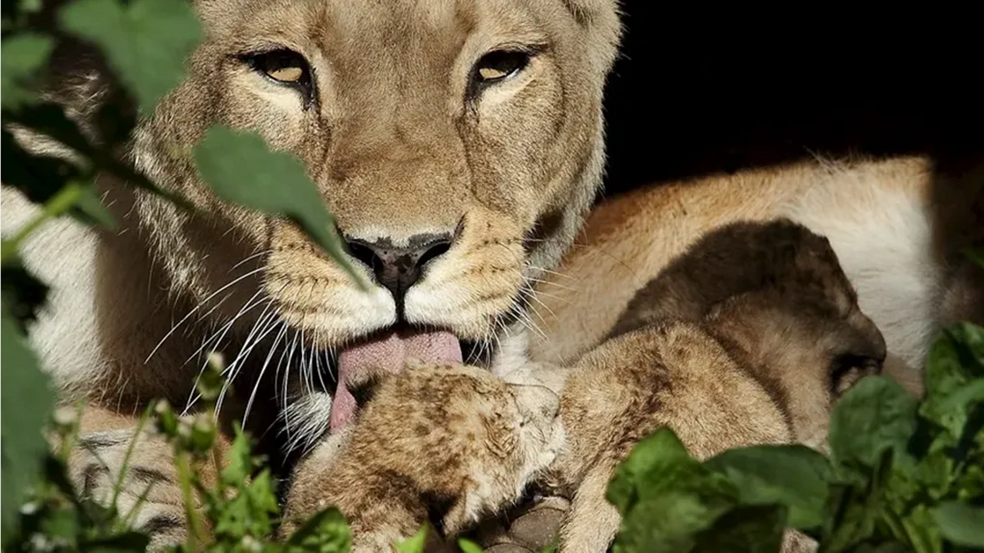 Un zoológico en Dinamarca pide la donación de mascotas para alimentar a los depredadores del centro