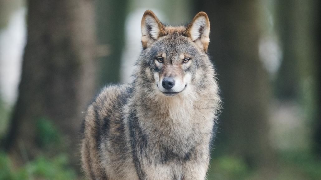 Usan la desgarradora pelea de 'Historia de un matrimonio' para ahuyentar lobos salvajes
