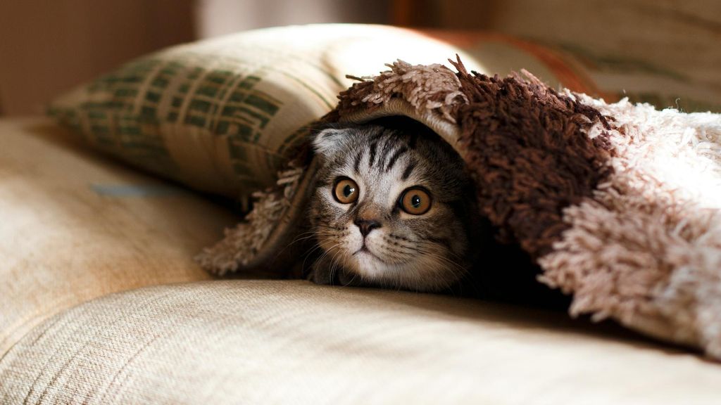gato mikhail vasilyev unsplash